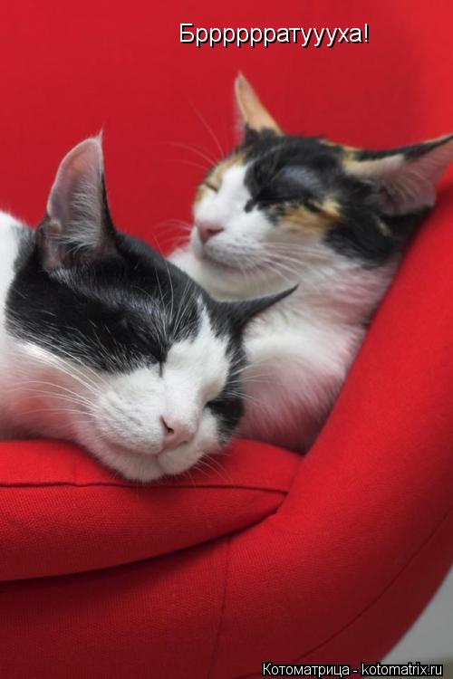 Брррррратуууха!... Котоматрица: Брррррратуууха!