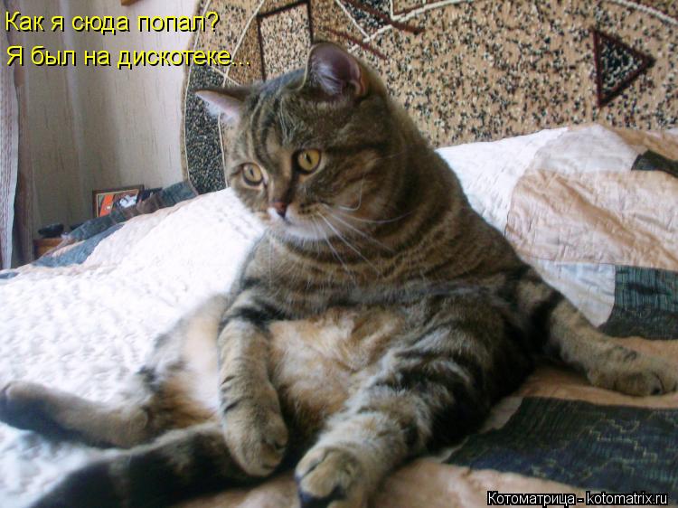 Как я сюда попал? Я был на дискотеке...... Котоматрица: Как я сюда попал? Я был на дискотеке...