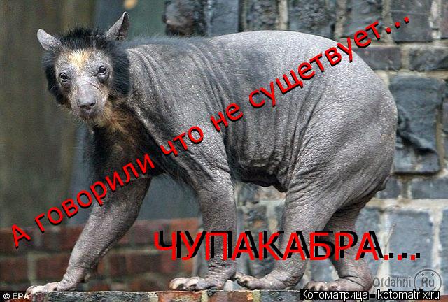 А говорили что не сущетвует... А говорили что не сущетвует... ЧУПАКАБРА... ЧУПАКАБРА...... Котоматрица: А говорили что не сущетвует... А говорили что не сущетвует... ЧУПАКАБРА... ЧУПАКАБРА...
