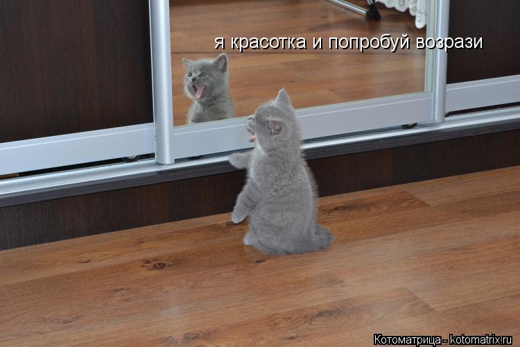 я красотка и попробуй возрази... Котоматрица: я красотка и попробуй возрази