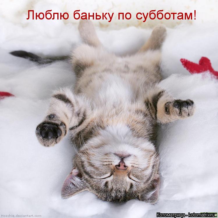 Люблю баньку по субботам!... Котоматрица: Люблю баньку по субботам!