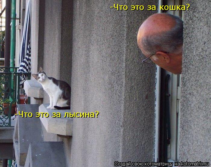 -Что это за кошка? -Что это за лысина?... Котоматрица: -Что это за кошка? -Что это за лысина?