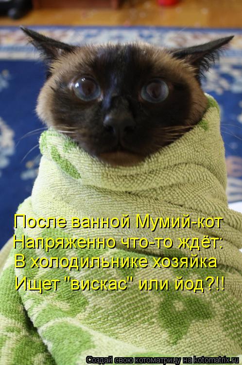 Котоматрица: После ванной Мумий-кот Напряженно что-то ждёт: В холодильнике хозяйка Ищет "вискас" или йод?!!