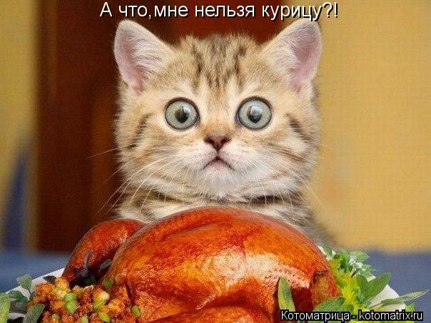А что,мне нельзя курицу?!... Котоматрица: А что,мне нельзя курицу?!