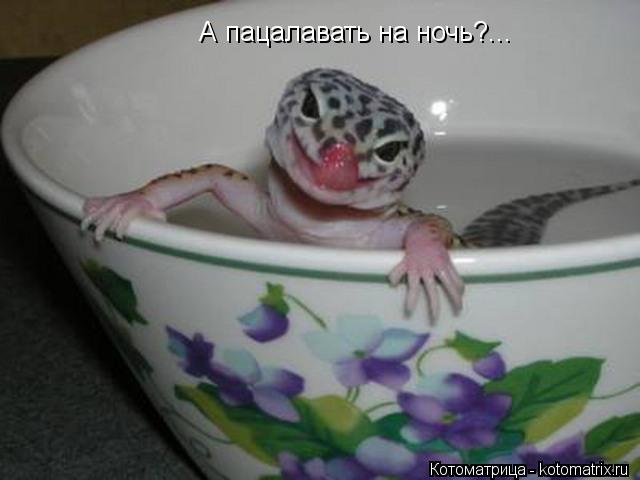 А пацалавать на ночь?...... Котоматрица: А пацалавать на ночь?...