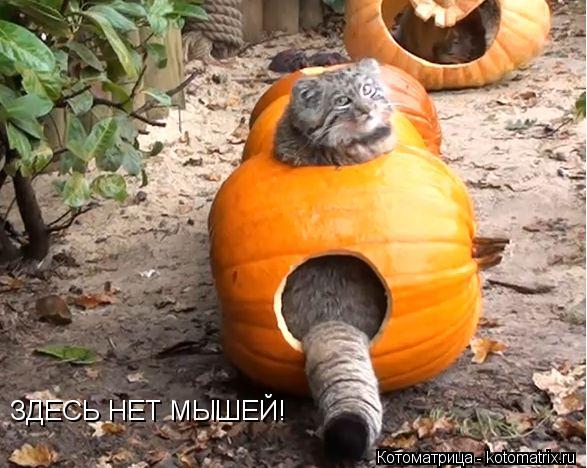 ЗДЕСЬ НЕТ МЫШЕЙ!... Котоматрица: ЗДЕСЬ НЕТ МЫШЕЙ!