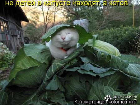 не детей в капусте находят, а котов... Котоматрица: не детей в капусте находят, а котов
