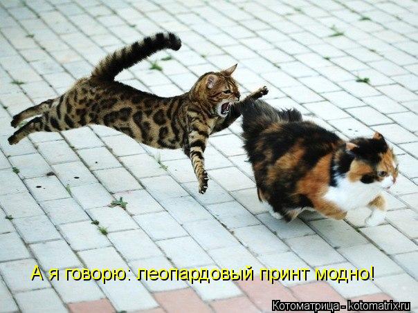 А я говорю: леопардовый принт модно!... Котоматрица: А я говорю: леопардовый принт модно!
