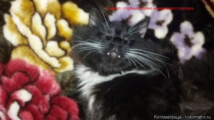 Сожрал - спрячься! девиз начинающего вампира... Котоматрица: Сожрал - спрячься! девиз начинающего вампира