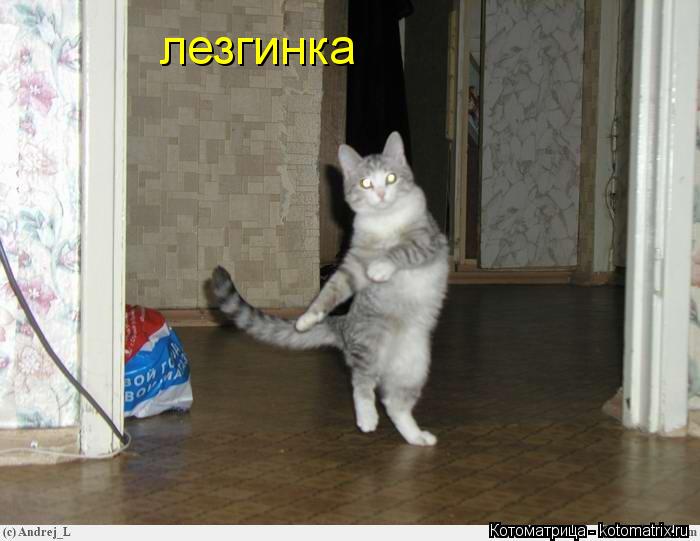 Котоматрица: лезгинка
