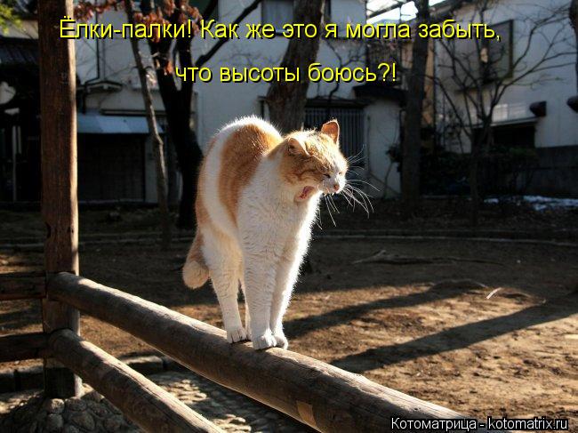 Ёлки-палки! Как же это я могла забыть, что высоты боюсь?!... Котоматрица: Ёлки-палки! Как же это я могла забыть, что высоты боюсь?!