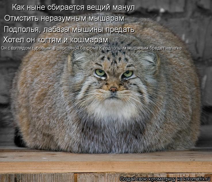 Как ныне сбирается вещий манул Отмстить неразумным мышарам Подполья, лабазы мышины предать Хотел он к... Котоматрица: Как ныне сбирается вещий манул Отмстить неразумным мышарам Подполья, лабазы мышины предать Хотел он когтям и кошмарам Он с взглядом суровы