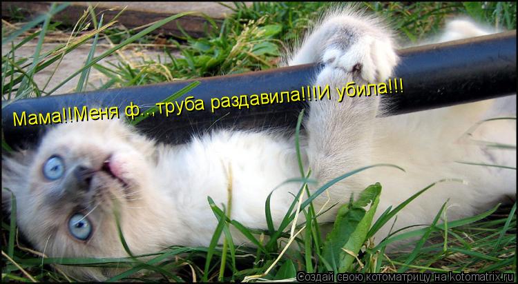 Мама!!Меня ф..,труба раздавила!!!И убила!!!... Котоматрица: Мама!!Меня ф..,труба раздавила!!!И убила!!!
