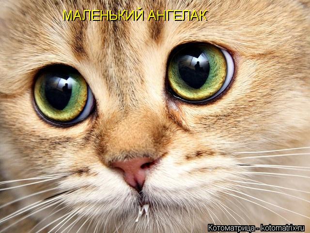 МАЛЕНЬКИЙ АНГЕЛАК... Котоматрица: МАЛЕНЬКИЙ АНГЕЛАК