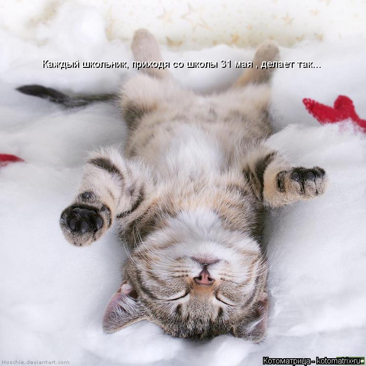 Каждый школьник, приходя со школы 31 мая , делает так...... Котоматрица: Каждый школьник, приходя со школы 31 мая , делает так...