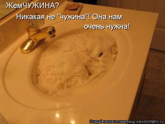 ЖемЧУЖИНА? Никакая не "чужина"! Она нам очень нужна!... Котоматрица: ЖемЧУЖИНА? Никакая не "чужина"! Она нам очень нужна!