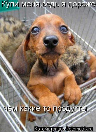 Купи меня,ведь я дороже чем какие то продукты...... Котоматрица: Купи меня,ведь я дороже чем какие то продукты...