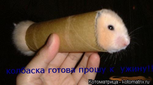 колбаска готова прошу к ужину!!!... Котоматрица: колбаска готова прошу к ужину!!!