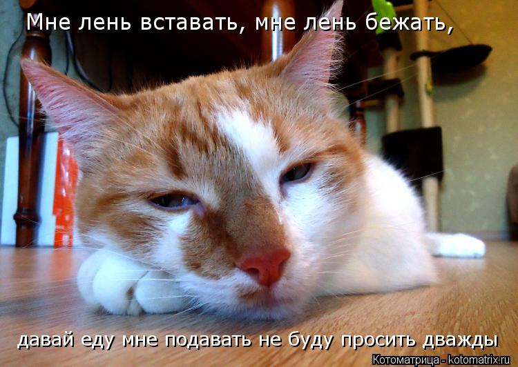 Котоматрица: Мне лень вставать, мне лень бежать,  давай еду мне подавать не буду просить дважды