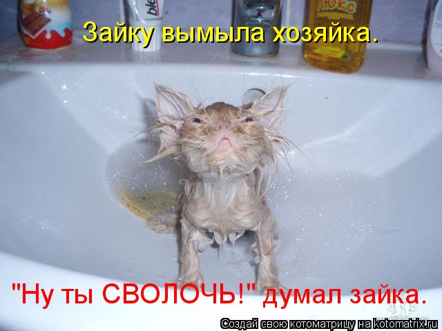 Зайку вымыла хозяйка. "Ну ты СВОЛОЧЬ!" думал зайка.... Котоматрица: Зайку вымыла хозяйка. "Ну ты СВОЛОЧЬ!" думал зайка.