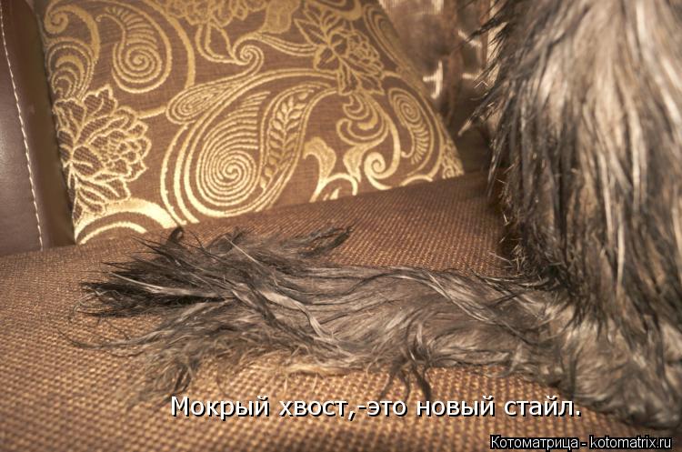 Мокрый хвост,-это новый стайл.... Котоматрица: Мокрый хвост,-это новый стайл.