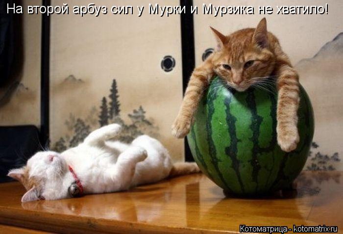 На второй арбуз сил у Мурки и Мурзика не хватило!... Котоматрица: На второй арбуз сил у Мурки и Мурзика не хватило!