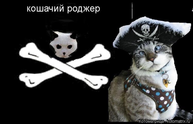 Котоматрица: кошачий роджер