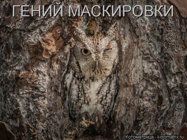 ГЕНИЙ МАСКИРОВКИ... Котоматрица: ГЕНИЙ МАСКИРОВКИ
