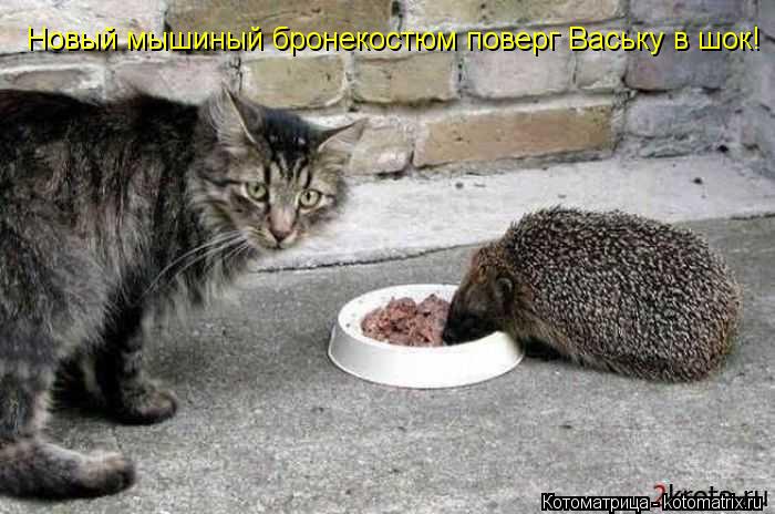 Новый мышиный бронекостюм поверг Ваську в шок!... Котоматрица: Новый мышиный бронекостюм поверг Ваську в шок!