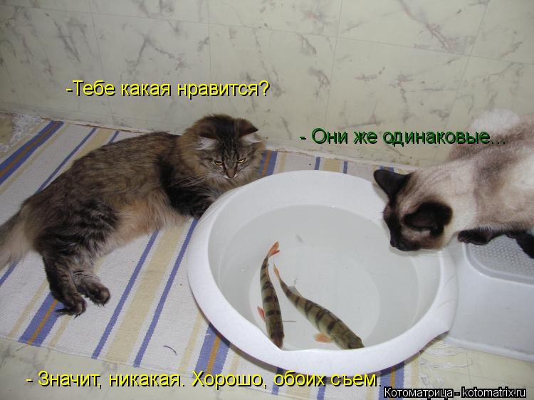 -Тебе какая нравится? - Они же одинаковые... - Значит, никакая. Хорошо, обоих съем.... Котоматрица: -Тебе какая нравится? - Они же одинаковые... - Значит, никакая. Хорошо, обоих съем.