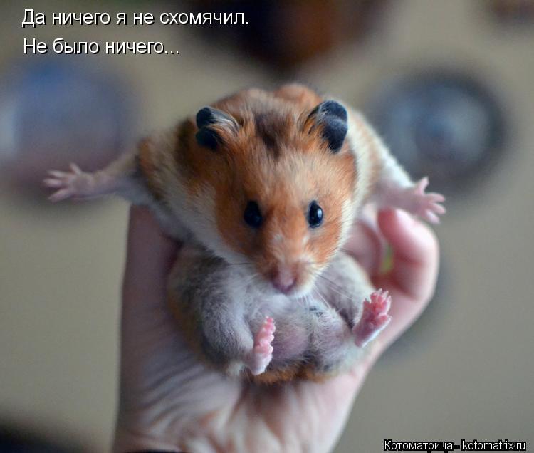 Да ничего я не схомячил. Не было ничего...... Котоматрица: Да ничего я не схомячил. Не было ничего...