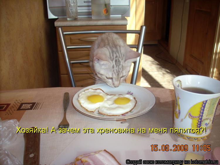 Хозяйка! А зачем эта хреновина на меня пялится?!... Котоматрица: Хозяйка! А зачем эта хреновина на меня пялится?!