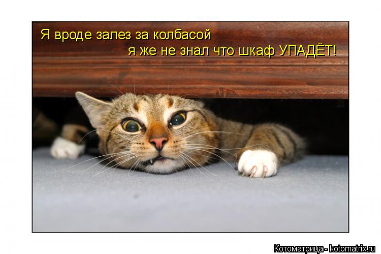 Я вроде залез за колбасой я же не знал что шкаф УПАДЁТ!... Котоматрица: Я вроде залез за колбасой я же не знал что шкаф УПАДЁТ!