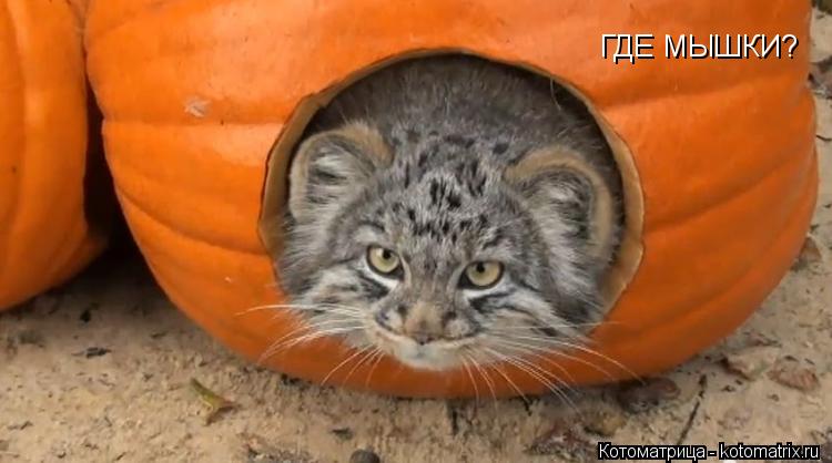 ГДЕ МЫШКИ?... Котоматрица: ГДЕ МЫШКИ?