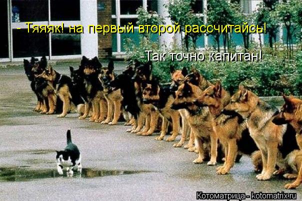 Тяяяк! на первый второй рассчитайсь! - -Так точно капитан!... Котоматрица: Тяяяк! на первый второй рассчитайсь! - -Так точно капитан!