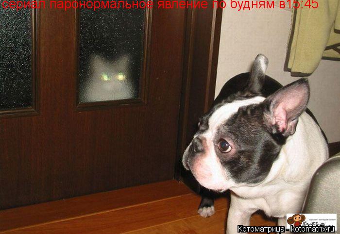 сериал паронормальное явление по будням в15:45... Котоматрица: сериал паронормальное явление по будням в15:45