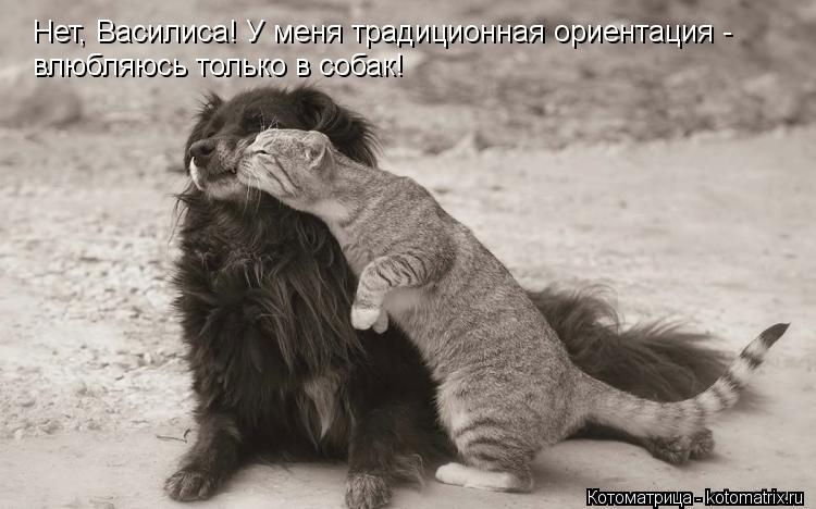 Нет, Василиса! У меня традиционная ориентация - влюбляюсь только в собак!... Котоматрица: Нет, Василиса! У меня традиционная ориентация - влюбляюсь только в собак!