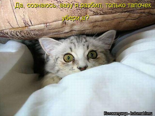 Да, сознаюсь, вазу я разбил, только тапочек убери,а?... Котоматрица: Да, сознаюсь, вазу я разбил, только тапочек убери,а?