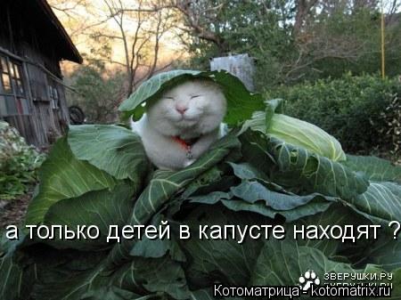 а только детей в капусте находят ?... Котоматрица: а только детей в капусте находят ?