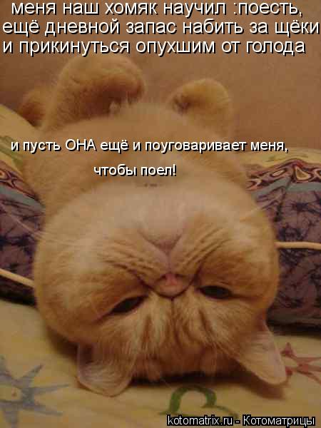 ещё дневной запас набить за щёки и прикинуться опухшим от голода меня наш хомяк научил :поесть, и пу... Котоматрица: ещё дневной запас набить за щёки и прикинуться опухшим от голода меня наш хомяк научил :поесть, и пусть ОНА ещё и поуговаривает меня, чтобы