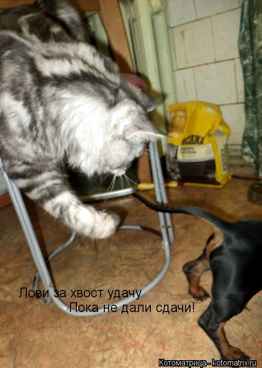 Лови за хвост удачу Пока не дали сдачи!... Котоматрица: Лови за хвост удачу Пока не дали сдачи!