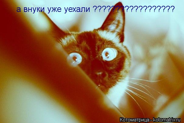 а внуки уже уехали ??????????????????... Котоматрица: а внуки уже уехали ??????????????????