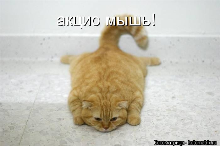 акцио мышь!... Котоматрица: акцио мышь!