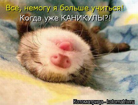 Всё, немогу я больше учиться! Когда уже КАНИКУЛЫ?!... Котоматрица: Всё, немогу я больше учиться! Когда уже КАНИКУЛЫ?!
