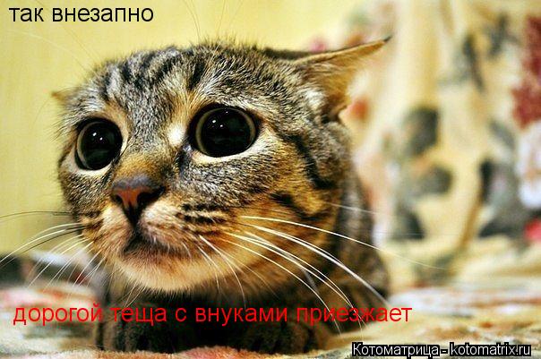 так внезапно дорогой теща с внуками приезжает... Котоматрица: так внезапно дорогой теща с внуками приезжает