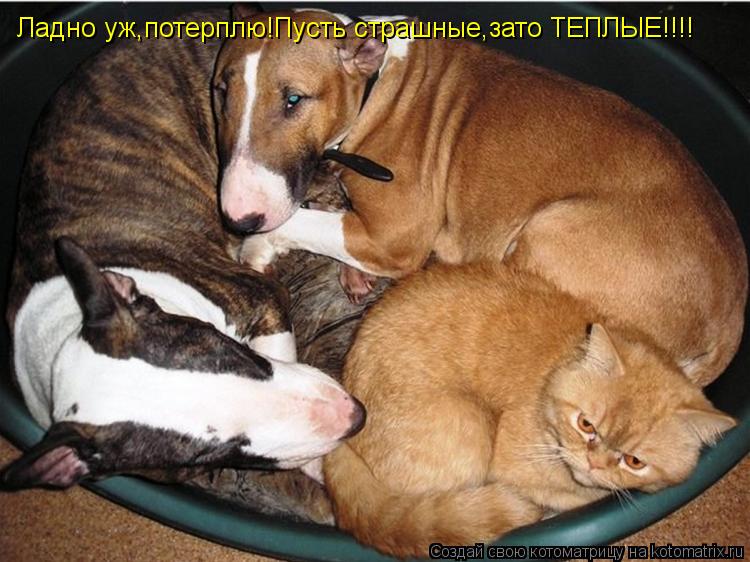 Ладно уж,потерплю!Пусть страшные,зато ТЕПЛЫЕ!!!!... Котоматрица: Ладно уж,потерплю!Пусть страшные,зато ТЕПЛЫЕ!!!!