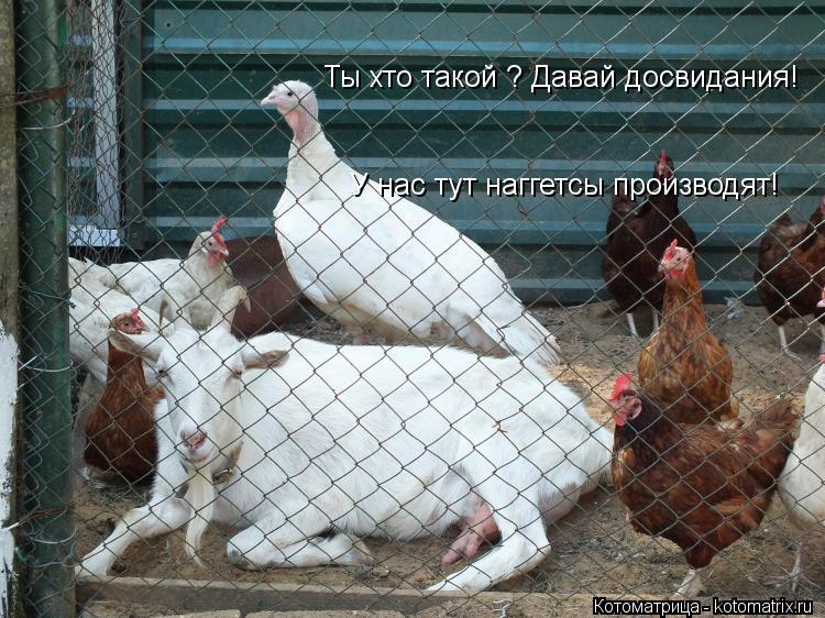 Ты хто такой ? Давай досвидания! У нас тут наггетсы производят!... Котоматрица: Ты хто такой ? Давай досвидания! У нас тут наггетсы производят!
