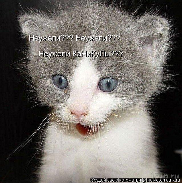 Неужели??? Неужели??? Неужели КаНиКуЛы???... Котоматрица: Неужели??? Неужели??? Неужели КаНиКуЛы???