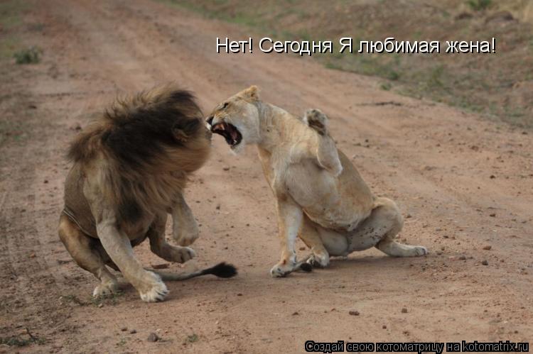 Нет! Сегодня Я любимая жена!... Котоматрица: Нет! Сегодня Я любимая жена!