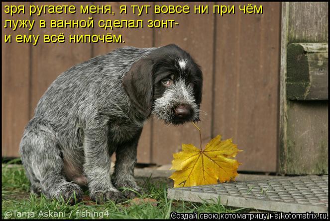 зря ругаете меня, я тут вовсе ни при чём лужу в ванной сделал зонт- и ему всё нипочём.... Котоматрица: зря ругаете меня, я тут вовсе ни при чём лужу в ванной сделал зонт- и ему всё нипочём.